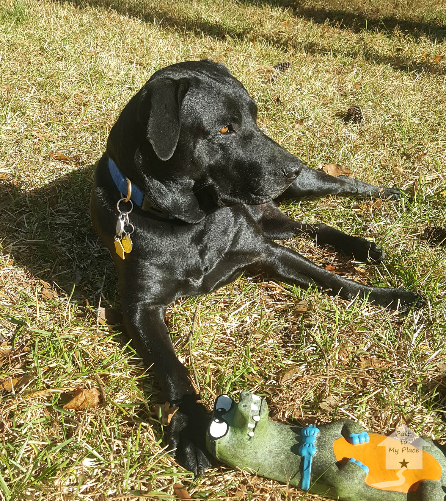 Oakley in Backyard